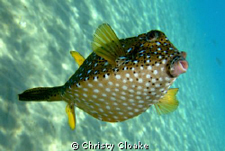 Box fish belly. by Christy Cloake 
